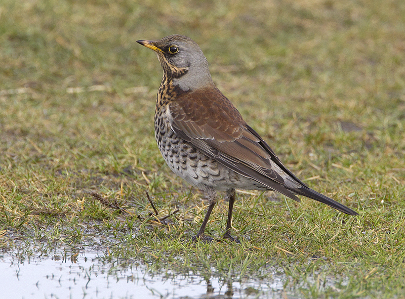 Kramsvogel
