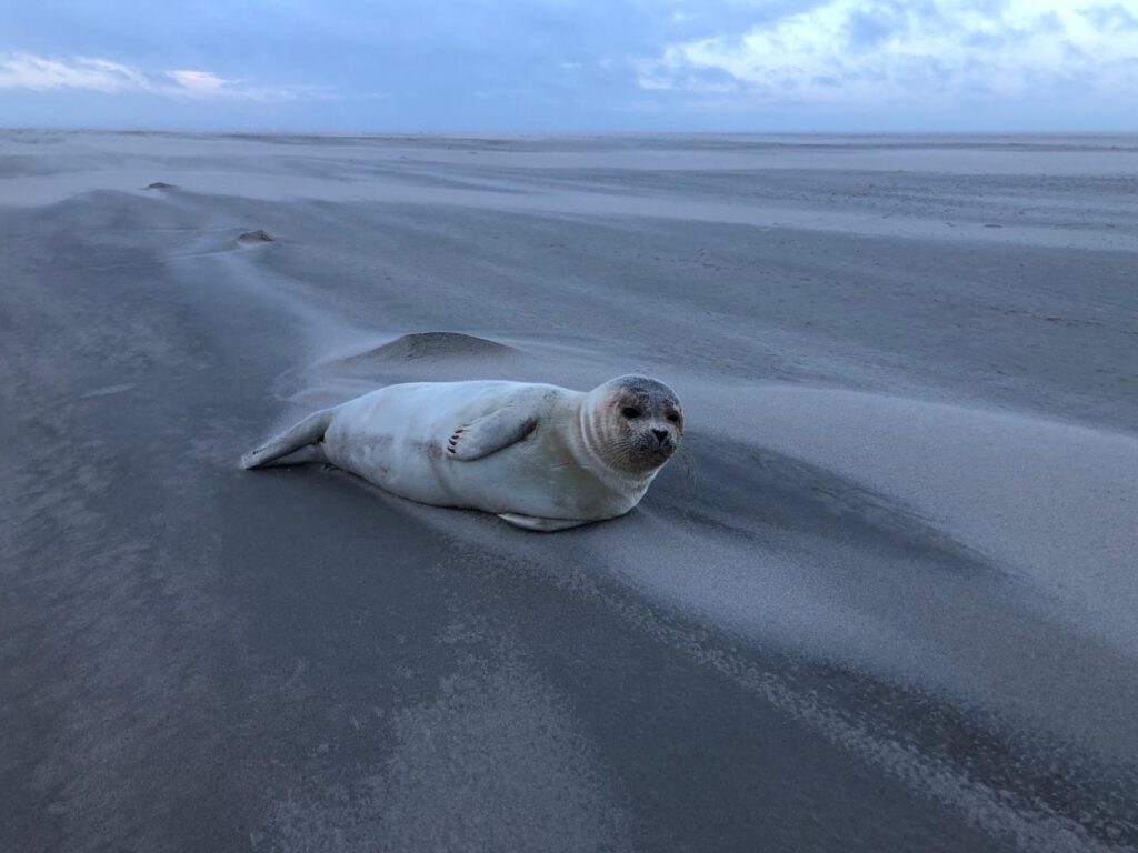 Zeehond door Martha van der Veen