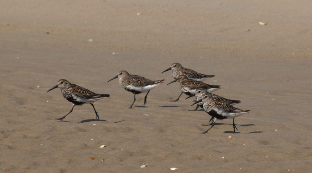 Deze afbeelding heeft een leeg alt-attribuut; de bestandsnaam is bonte-strandloper-hors-08-17-4-1024x568.jpg