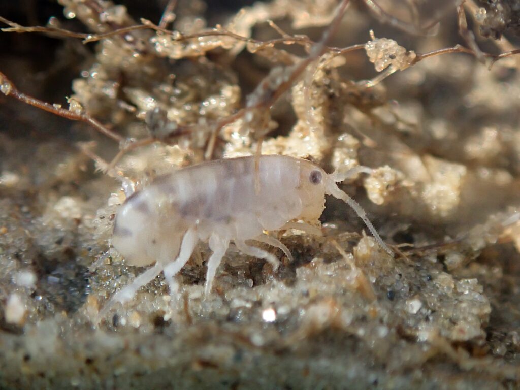 Gewone strandvlo
