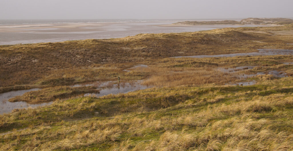Deze afbeelding heeft een leeg alt-attribuut; de bestandsnaam is hors-groene-strand-02-20-1024x530.jpg