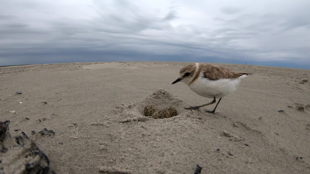strandplevier door Johan Krol