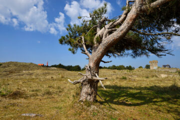 Enkele naaldboom in het open duinlandschap van de Grafelijkheidsduinen bij Den Helder door Ronald van Wijk