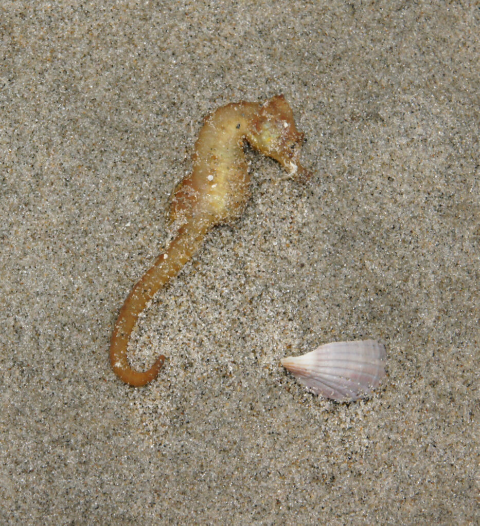 Het gevonden zeepaardje door Sytske Dijksen