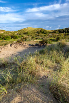 Landschap met zanderige duinhellingen, helmgras en duinstruweel in het natuurgebied Meijendel bij Wassenaar door Ronald van Wijk