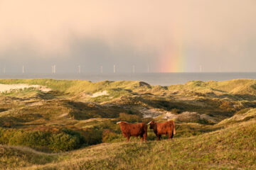 Schotse hooglanders op duintop tijdens zonsopkomst in Noordhollands Duinreservaat bij Egmond door Ronald van Wijk