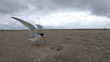 Dwergstern bij nest door Johan Krol